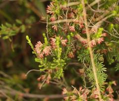 Erica caffrorum