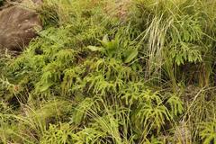 Sticherus umbraculifer