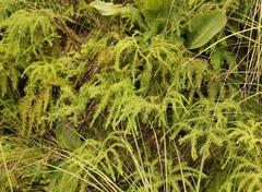 Sticherus umbraculifer