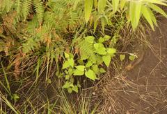 Helichrysum hypoleucum