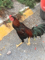 Gallus gallus domesticus
