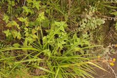 Helichrysum hypoleucum