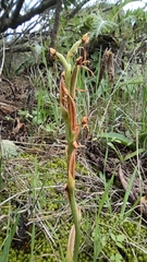 Habenaria tridactylites