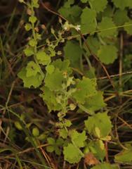 Chaenostoma floribundum