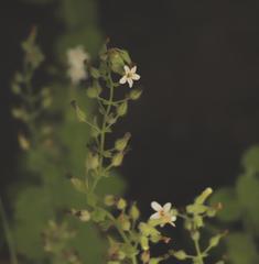 Chaenostoma floribundum