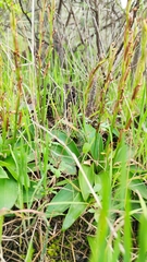 Habenaria tridactylites