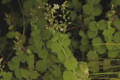 Chaenostoma floribundum