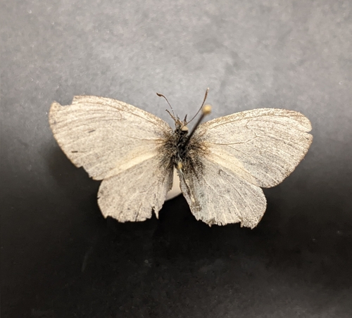 iNaturalist observation photo of Common Ringlet