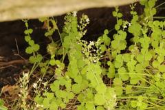 Chaenostoma floribundum