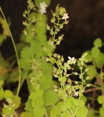 Chaenostoma floribundum