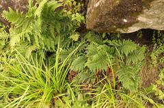 Polystichum transvaalense