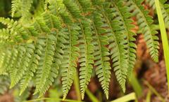 Polystichum transvaalense