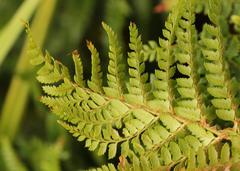 Polystichum transvaalense