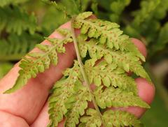 Polystichum transvaalense