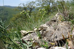 Valerianella uncinata