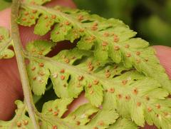 Polystichum transvaalense