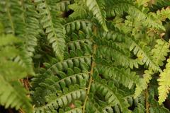 Polystichum transvaalense