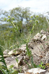 Valerianella uncinata