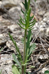 Valerianella uncinata