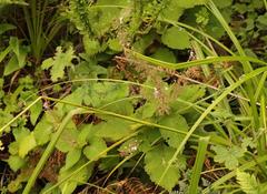 Plectranthus grallatus