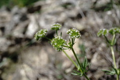Valerianella uncinata