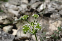 Valerianella uncinata