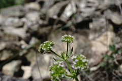 Valerianella uncinata
