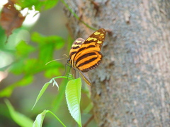 Melinaea lilis imitata