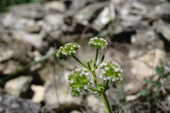 Valerianella uncinata