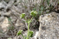 Valerianella uncinata