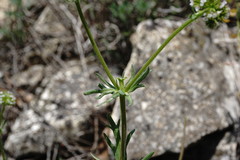 Valerianella uncinata