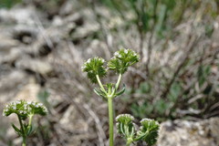 Valerianella uncinata