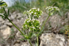 Valerianella uncinata