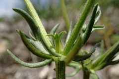 Valerianella uncinata