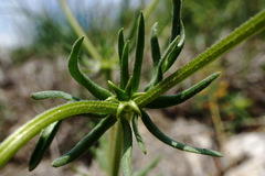 Valerianella uncinata