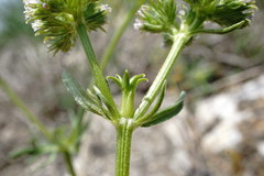 Valerianella uncinata