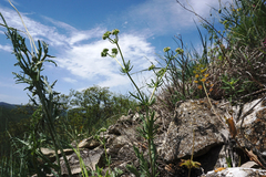 Valerianella uncinata