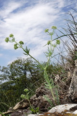 Valerianella uncinata