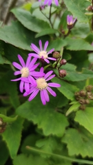 Pericallis echinata image