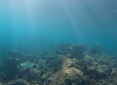 Acanthurus coeruleus