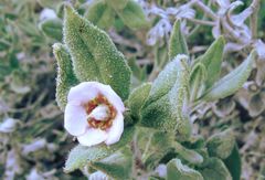 Trichodesma stocksii