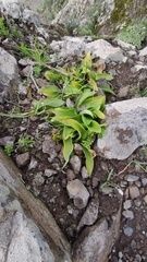 Habenaria tridactylites
