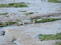 Charadrius hiaticula