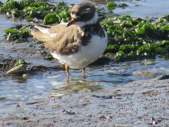 Charadrius hiaticula