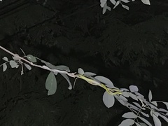 Philothamnus punctatus