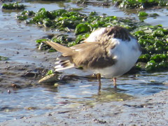 Charadrius hiaticula