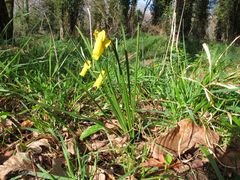 Narcissus cyclamineus