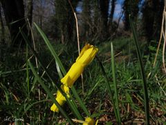 Narcissus cyclamineus