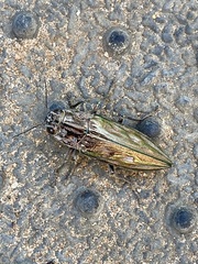 Chalcophora georgiana