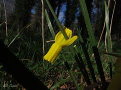 Narcissus cyclamineus